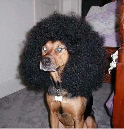 Afro dog