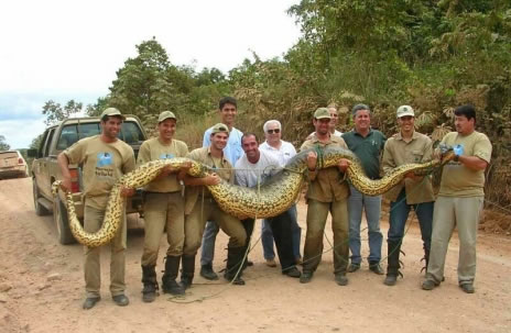 Huge snake