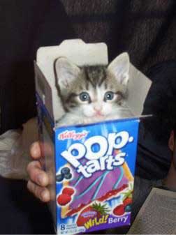 Kitty Pop Tarts