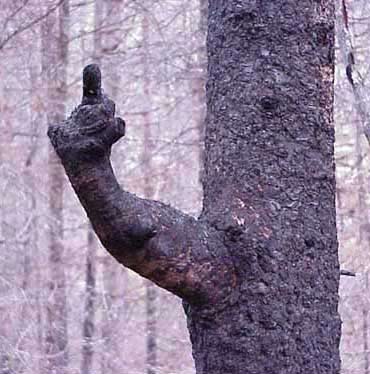 Pissed off tree