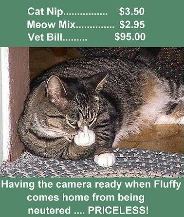 Priceless cat