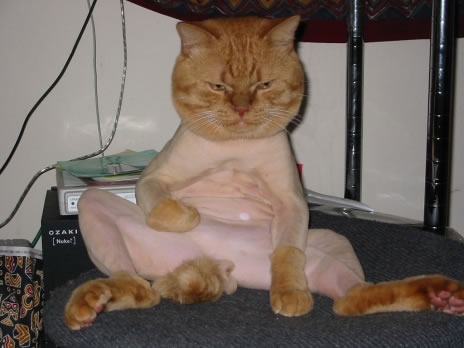 Shaved pussy